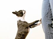 Cómo controlar malos hábitos frecuentes de su mascota