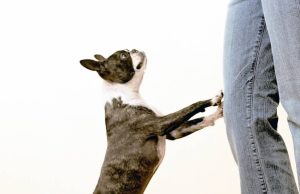 Cómo controlar malos hábitos frecuentes de su mascota Revista Selecciones