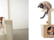 ¿Cómo convivir con animales en un departamento?