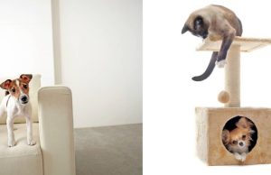 ¿Cómo convivir con animales en un departamento? Revista Selecciones