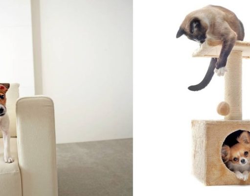 ¿Cómo convivir con animales en un departamento?