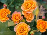 Cómo cuidar un rosal de manera exitosa