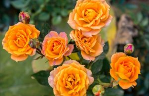 Cómo cuidar un rosal de manera exitosa Revista Selecciones