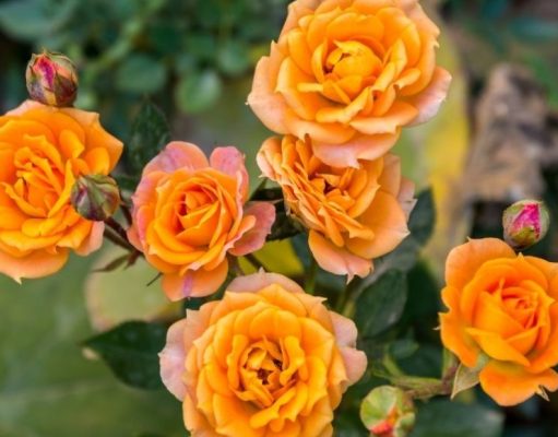 Cómo cuidar un rosal de manera exitosa