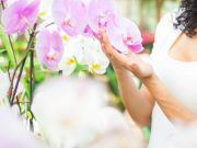 ¿Cómo cultivar orquídeas y qué cuidados requieren?