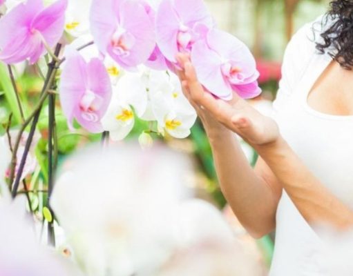 ¿Cómo cultivar orquídeas y qué cuidados requieren?
