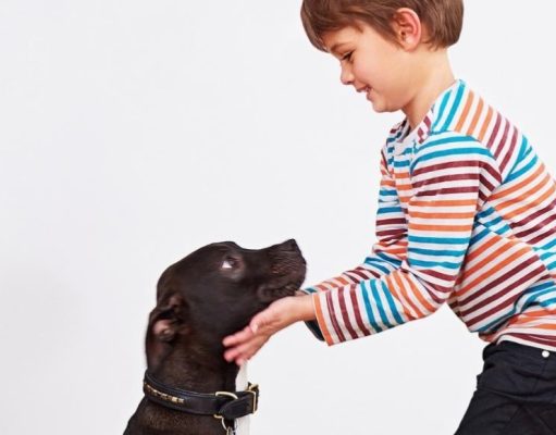 Cómo educar a la mascota para que no muerda