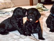 Cómo educar a un cachorro: 5 ideas fáciles