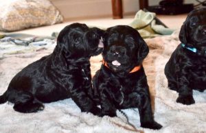 Cómo educar a un cachorro: 5 ideas fáciles Revista Selecciones