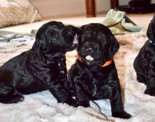 Cómo educar a un cachorro: 5 ideas fáciles