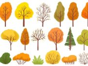 ¿Cómo elegir el mejor árbol o arbusto para su jardín?