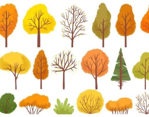 ¿Cómo elegir el mejor árbol o arbusto para su jardín?