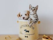 ¿Cómo elegir una mascota?: estas son razas de «bajo mantenimiento»