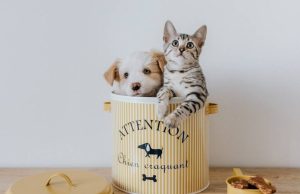 ¿Cómo elegir una mascota?: estas son razas de «bajo mantenimiento» Revista Selecciones