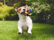 10 chistes imperdibles de mascotas y animales