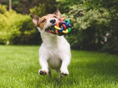 10 chistes imperdibles de mascotas y animales