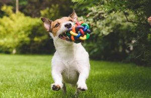 10 chistes imperdibles de mascotas y animales Revista Selecciones