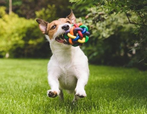 10 chistes imperdibles de mascotas y animales