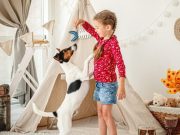 ¿Cómo evitar que las mascotas muerdan?