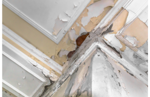 Cómo lidiar con problemas de humedad en casa Revista Selecciones