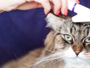 Cómo mantener la higiene y limpieza de su mascota