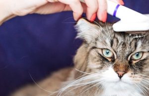 Cómo mantener la higiene y limpieza de su mascota Revista Selecciones