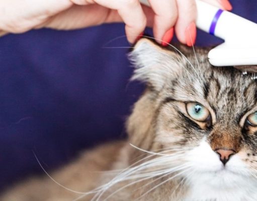 Cómo mantener la higiene y limpieza de su mascota