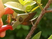 ¿Cómo podar tus plantas sin lastimarlas?