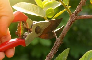 ¿Cómo podar tus plantas sin lastimarlas? Revista Selecciones