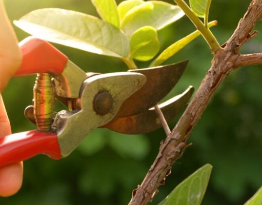 ¿Cómo podar tus plantas sin lastimarlas?