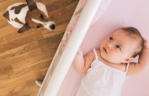 Cómo preparar a su mascota para la llegada de un bebé Revista Selecciones