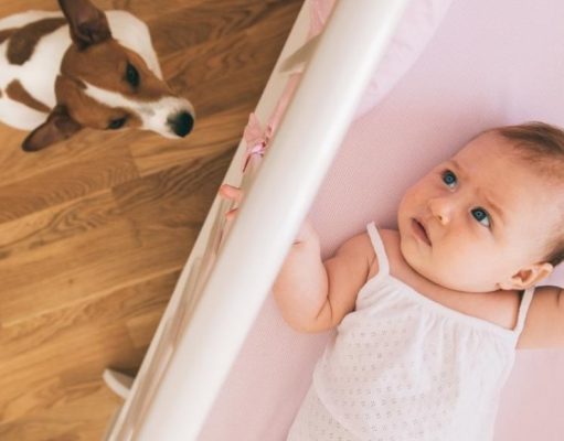 Cómo preparar a su mascota para la llegada de un bebé