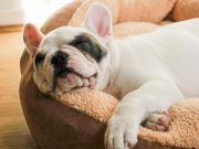 Cómo tener un hogar amigable para sus mascotas