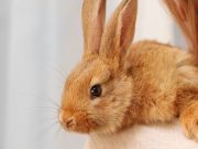 Consejos para tener un conejo en casa