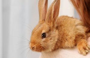 Consejos para tener un conejo en casa Revista Selecciones