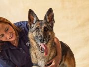 Conozca a los perros que fueron entrenados para detectar el cáncer