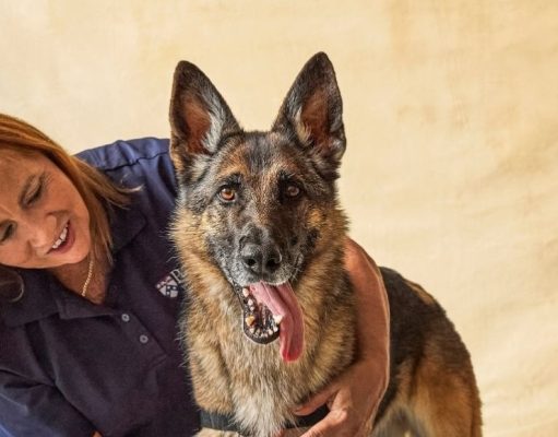 Conozca a los perros que fueron entrenados para detectar el cáncer