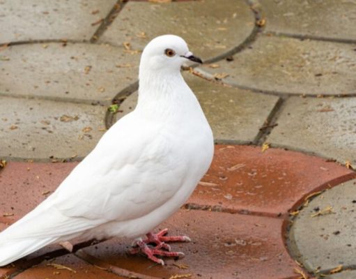 ¿Los pájaros sienten el calor?
