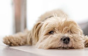 Consejos para cuidar bien a los perros y gatos ancianos Revista Selecciones