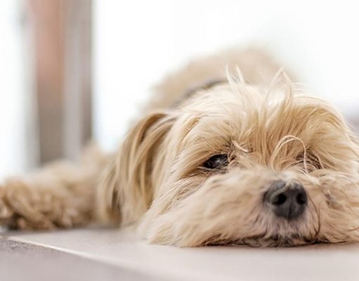 Consejos para cuidar bien a los perros y gatos ancianos