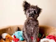 Cómo educar a los perros para que se queden solos en casa