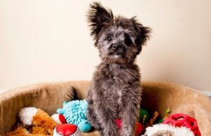 Cómo educar a los perros para que se queden solos en casa Revista Selecciones