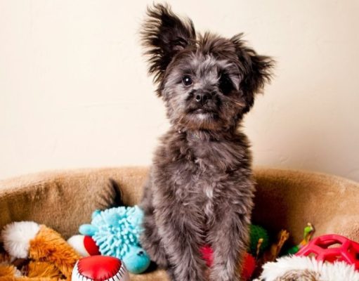 Cómo educar a los perros para que se queden solos en casa