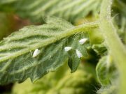 8 ecotrucos contra las plagas más comunes