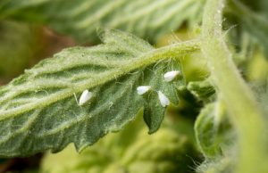 8 ecotrucos contra las plagas más comunes Revista Selecciones