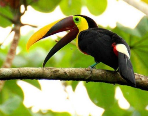 Coronavirus: Selva Misionera se toma un respiro