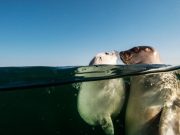 Criadero de focas de Groenlandia