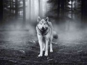 Cuentos cortos: Mi amiga la loba