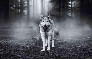 Cuentos cortos: Mi amiga la loba Revista Selecciones