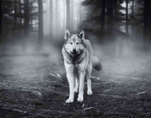 Cuentos cortos: Mi amiga la loba